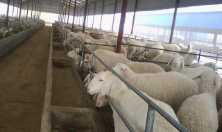 加酶洗衣粉为什么不能用于洗涤丝质及羊毛衣料 加酶洗衣粉不能洗涤丝质的原因