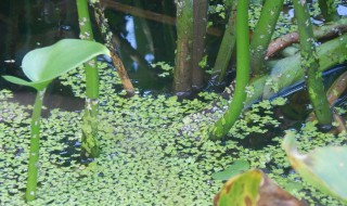 养浮萍的技巧 养浮萍的技巧分享