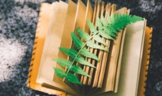 died什么意思 died的意思是什么？