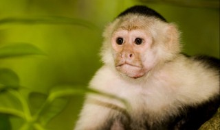 monkey是什么意思 monkey解释