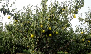 怎样修剪梨树 修剪李树的技巧