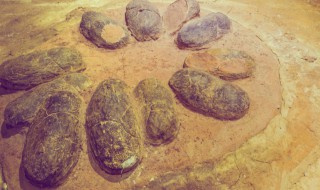 松脂球是怎样形成化石的 松脂球形成化石的原因