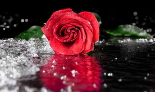 几朵花代表什么意思 花朵数量的寓意