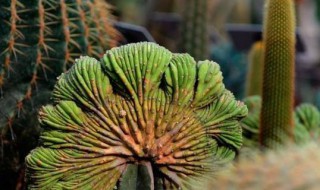 哪一种仙人掌有毒不能吃 关于仙人掌的介绍