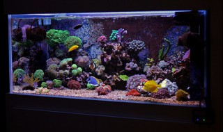 怎样给鱼缸清理水草 如何给鱼缸清理水草