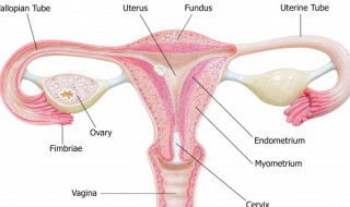 hpu病毒是什么意思 hpu病毒解释
