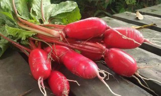 红皮红心萝卜叫什么 红皮红心萝卜介绍