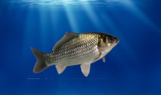 青鱼草鱼鲢鱼鳙鱼 青鱼草鱼鲢鱼鳙鱼区别是什么