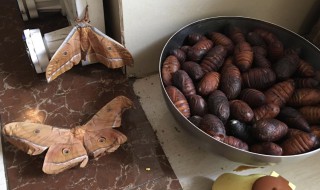 蚕蛹是怎么变成蚕蛾的 蚕蛹是怎么变成蚕蛾