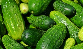 明明是绿色的为什么叫黄瓜呢 为什么黄瓜叫黄瓜