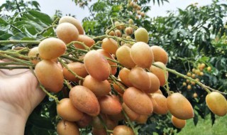 黄皮果为什么不结果 黄皮果不结果的原因分析