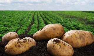 土豆何时引进中国 土豆引进中国的时间