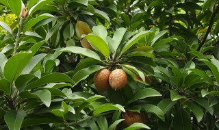 人心果树几年开花结果 人心果树开花时间