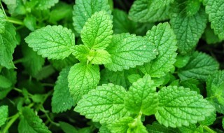 薄荷可以和茶叶一起泡吗 薄荷能和茶叶一起泡