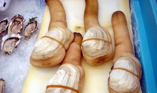 小象拔蚌怎么处理 怎么处理小象拔蚌