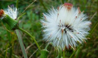 真正的蒲公英长什么样 蒲公英介绍