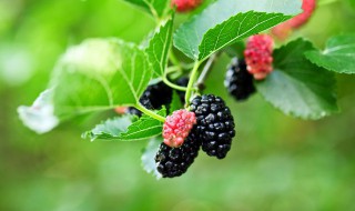 新鲜桑葚不洗可以泡酒吗 新鲜桑葚不洗能泡酒吗