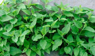 什么花草驱蚊虫最有效 驱蚊有效的植物介绍