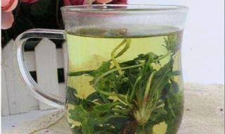 金银花泡水用炒吗 金银花泡水喝需要炒一下吗