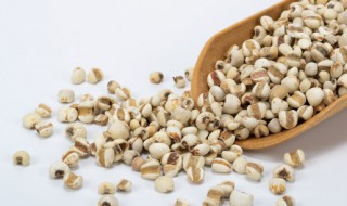 为什么薏米那么容易长虫子 薏米那么容易长虫子的原因