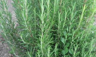 迷迭香种植要注意事项 迷迭香种植要注意什么