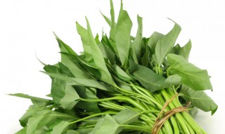 空心菜代表了什么意思 空心菜的含义