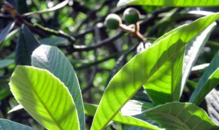 枇杷叶背面的毛怎么去 去枇杷叶背面的毛方法