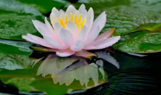 穿心莲种植方法有几种 穿心莲种植方法有多少