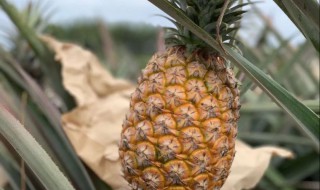 广西最出名的菠萝产地 菠萝营养价值介绍