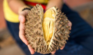 没开口的榴莲能放熟吗 能不能把没开口的榴莲放熟