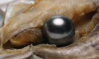 海蚌为什么有珍珠 海蚌有珍珠的原因