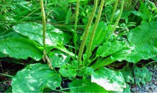 车前草晒干有什么功效 车前草晒干有哪些功效