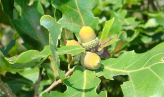 榛子是长在树上的吗 榛子是不是长在树上的