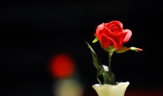 玫瑰花的数量代表什么意思 玫瑰花数量表示的是什么