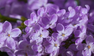 丁香花什么时候开 丁香花的介绍