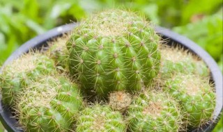 仙人球怎么种 下面为大家讲解