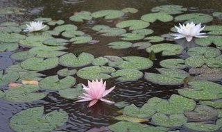 鱼池睡莲的种植方法 鱼池睡莲如何种植