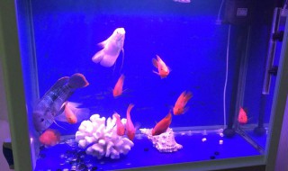 80的鱼缸适合养什么鱼 我来告诉你