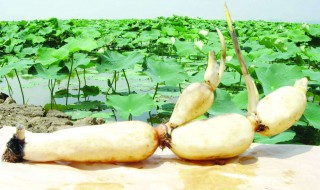 莲藕种子怎么种 莲藕种子的种植方法