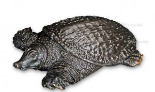 鼋和鳖的区别 区别在哪呢