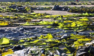 海带如何种植 海带怎么种植