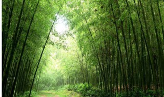 竹子几月份种植 竹子的种植时间