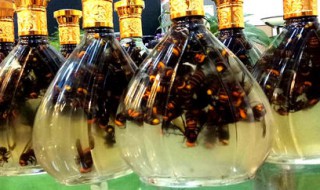 黄蜂泡酒功效与作用 具体是什么