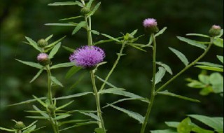 线叶蓟介绍 线叶蓟的简介