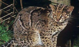 纹猫介绍 纹猫的简介