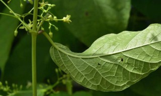 翅果藤介绍 你知道么？