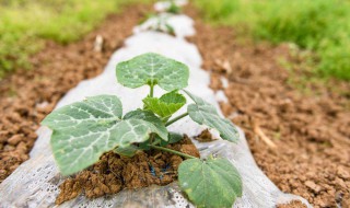 南瓜苗怎么种植 具体种植方法介绍