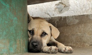 小区野狗怎么处理方法 小区里的流浪狗怎么办