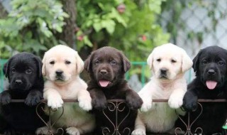 一窝狗怎么选最聪明的 看完你就知道了