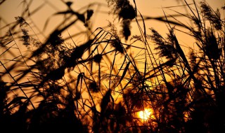 秋天芦苇美好句子 秋天的芦苇真的好美